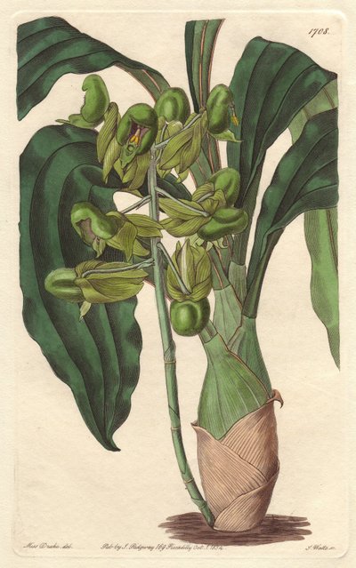 Orchidee Catasetum, původem z Brazílie - Water forte od S. Wattse z ilustrace Sarah Anne Drake (1803-1857), z botanického rejstříku od Sydenham Teast Edwards