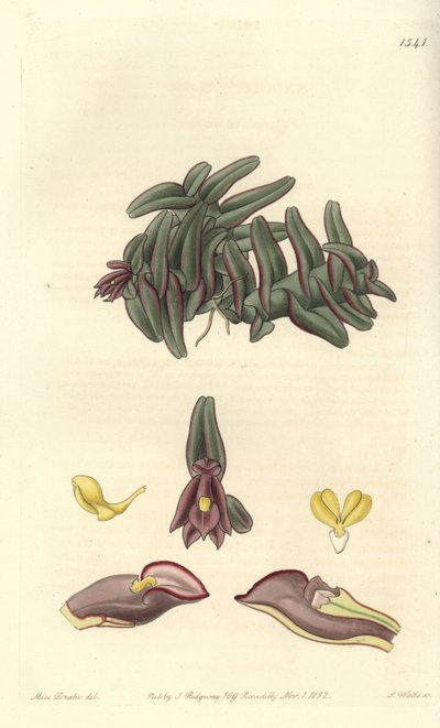Orchideje epidendrum Střední Ameriky - Epidendrum schlechterianum orchidej (Purple nanodes, Nanodes discolor). Ručně kolorovaná mědirytina od S. Wattse podle ilustrace slečny Sarah Drakeové z Sydenham Edwards