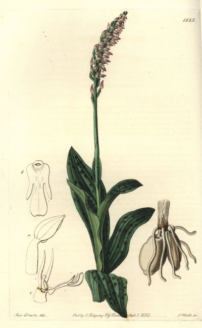 Orchidee neotin - Hustokvětá orchidej Neotinea maculata (Aceras secundiflora, Aceras secundiflora). Ručně kolorovaná mědirytina od S. Wattse podle ilustrace slečny Sarah Drakeové z botanického registru Sydenhama Edwardse, Ridgeway, Londýn od Sydenham Teast Edwards