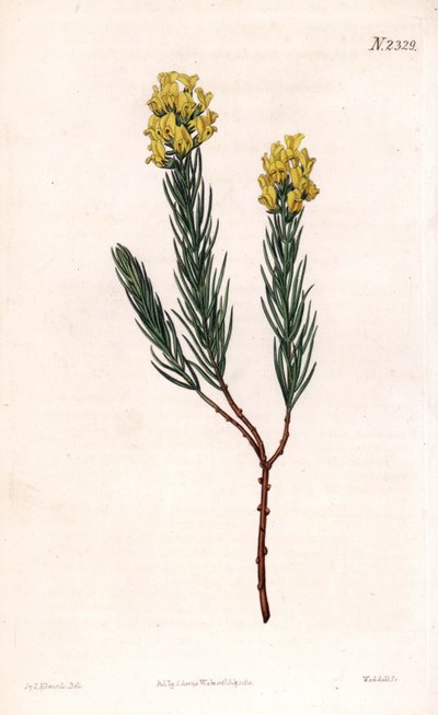 Oválný aspalathus klasnatý, Aspalathus callosa. Ručně kolorovaná mědirytina od Weddella po ilustraci Sydenhama Edwardse z “”” Botanical Magazine,”” London Samuela Curtise od Sydenham Teast Edwards