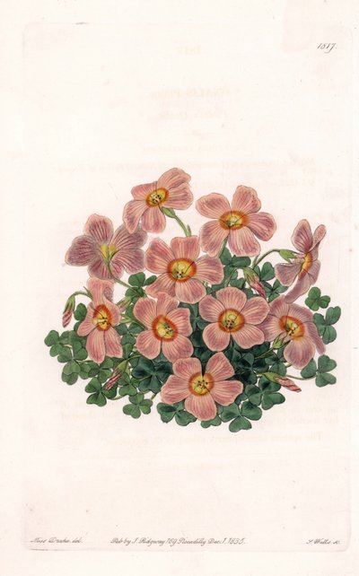 Oxalis Variete - Talíř vyrytý S. Wattsem, z ilustrace Sarah Anne Drake (1803-1857), z Botanického registru Sydenham Edwards (1768-1819), Anglie od Sydenham Teast Edwards