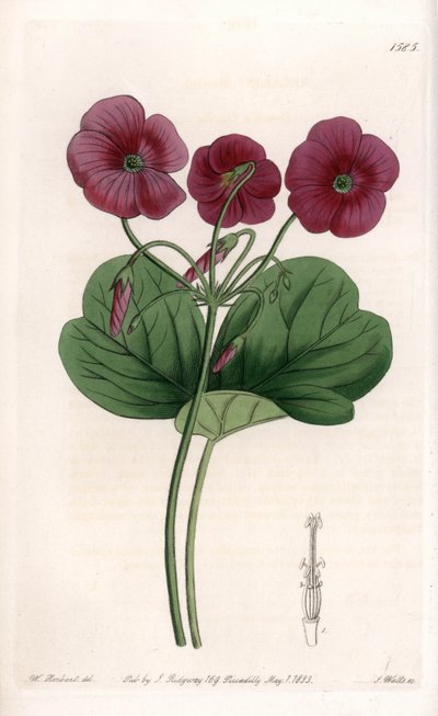 Oxalis de Bowie - Talíř vyrytý S. Wattsem, z ilustrace Sarah Anne Drake (1803-1857), z Botanického registru Sydenham Edwards (1768-1819), Anglie od Sydenham Teast Edwards
