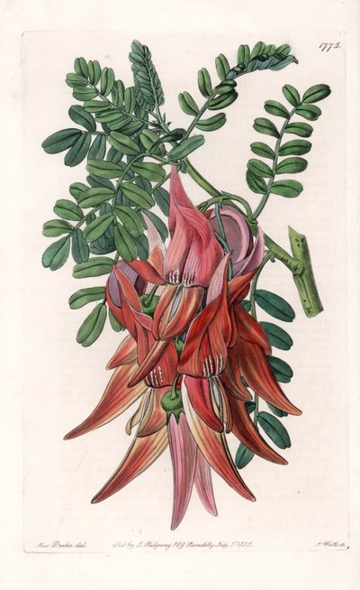 Papouščí zobák - Talíř vyrytý S. Wattsem, z ilustrace Sarah Anne Drake (1803-1857), z Botanického registru Sydenham Edwards (1768-1819), Anglie od Sydenham Teast Edwards