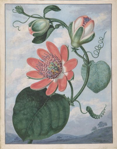 Mučenka, 1799. od Sydenham Teast Edwards