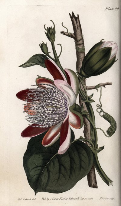 Mučenka, pupen a květ. Barevná mědirytina, ilustrace Sydenham Edwards (1768-1819) pro Conference of Botanical, Botanická zahrada Lambeth (Anglie) od Sydenham Teast Edwards