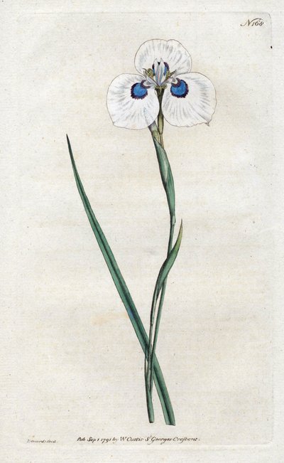 Peacock Iris - Litografie od Sydenhama Edwardse (1768-1819), deska z botanického časopisu Williama Curtise (1746-1799) od Sydenham Teast Edwards