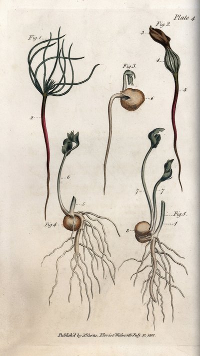 Hrách, semeno luštěnin má různé fáze klíčení. Barevná mědirytina, ilustrace Sydenham Edwards (1768-1819) pro Conference of Botanical, Botanická zahrada Lambeth (Anglie) od Sydenham Teast Edwards