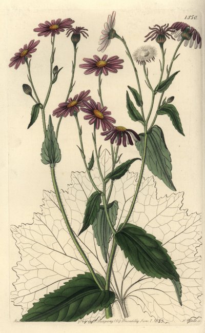 Pericallis tussilaginis (podběl listnatý, Senecio tussilaginis). Ručně kolorovaná mědirytina od S. Wattse podle ilustrace slečny Sarah Drakeové z botanického registru Sydenhama Edwardse, Ridgeway, Londýn od Sydenham Teast Edwards