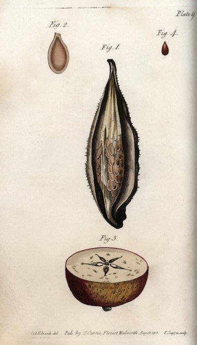 Oplodí andulky (nebo vaty) a řez plodů jabloně domácí Kolorovaná mědirytina, ilustrace Sydenham Edwards (1768-1819) pro botanické konference, Lambeth Botanical Garden, Anglie od Sydenham Teast Edwards