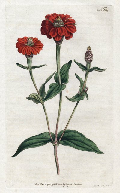 Peruánská cínie nebo bresine - Litografie Sydenhama Edwardse (1768-1819), z Botanical Magazine od Williama Curtise (1746-1799) od Sydenham Teast Edwards