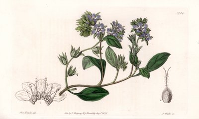 Phacelia, endemit Kalifornie - vyryl S. Watts, z ilustrace Sarah Anne Drake (1803-1857), z Botanického registru Sydenham Edwards (1768-1819), Anglie od Sydenham Teast Edwards
