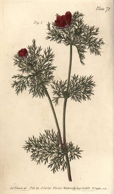 Bažantí oko, Adonis annua, Polygynia, hermafroditní květ s mnoha pestíky. Ručně kolorovaná mědirytina F. Sansoma botanické ilustrace Sydenhama Edwardse pro přednášky Williama Curtise o botanice dodané v Botanické zahradě v od Sydenham Teast Edwards