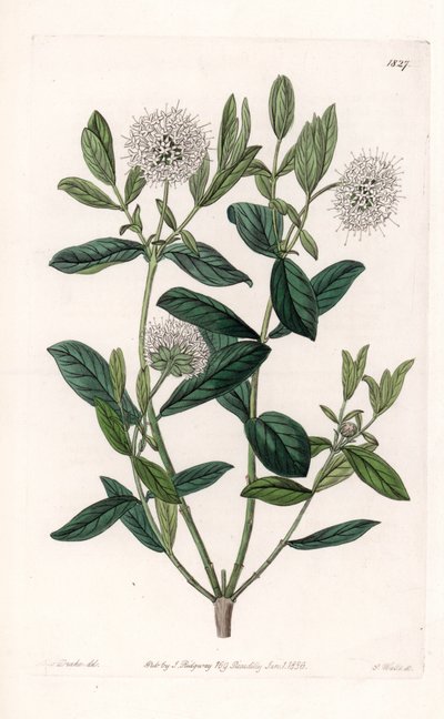 Pimelea Variete - Talíř vyrytý S. Wattsem, z ilustrace Sarah Anne Drake (1803-1857), z Botanického registru Sydenham Edwards (1768-1819), Anglie od Sydenham Teast Edwards
