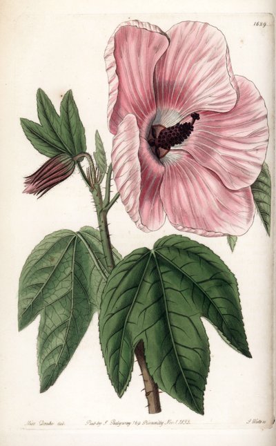 Pink Hibiscus - Talíř vyrytý S. Wattsem, z ilustrace Sarah Anne Drake (1803-1857), z Botanického registru Sydenham Edwards (1768-1819), Anglie od Sydenham Teast Edwards