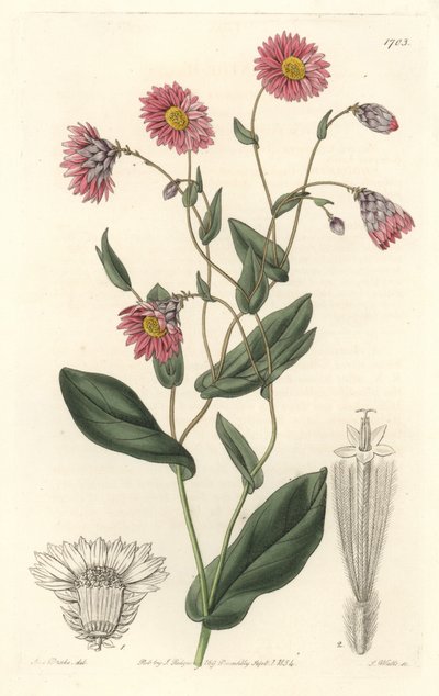Růžový rhodanthe, původem z Austrálie - S. Watts silná voda z ilustrace Sarah Anne Drake (1803-1857), z botanického registru od Sydenham Teast Edwards