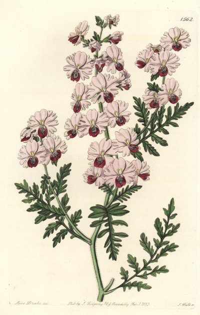 Orchidej chudák, zakrslá odrůda schizanthus, Schizanthus pinnatus humilis. Ručně kolorovaná mědirytina od S. Wattse podle ilustrace slečny Sarah Drakeové z botanického registru Sydenhama Edwardse, Ridgeway, Londýn od Sydenham Teast Edwards