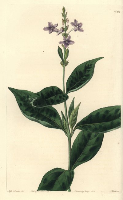 Pseuderanthemum faecundum (Eranthemum faecundum, Eranthemum faecundum). Ručně kolorovaná mědirytina od S. Wattse podle ilustrace slečny Sarah Drakeové z botanického registru Sydenhama Edwardse, Ridgeway, Londýn od Sydenham Teast Edwards