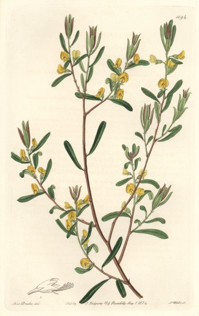 Pultanea flexilis, původem z Austrálie - S. Watts silná voda z ilustrace Sarah Anne Drake (1803-1857), z botanického registru od Sydenham Teast Edwards