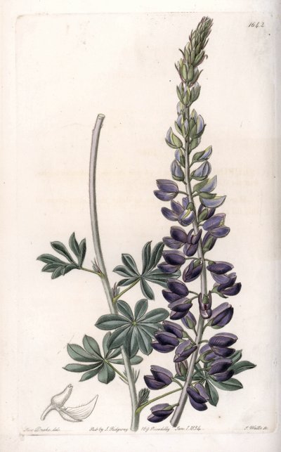 Purple Lupin Variete - vyryl S. Watts, z ilustrace Sarah Anne Drake (1803-1857), z Botanického registru Sydenham Edwards (1768-1819), Anglie od Sydenham Teast Edwards