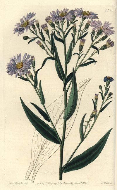 Odrůda fialově květovaných hvězdnic - Symphyotrichum laeve (Astra hladká, Aster laevis). Ručně kolorovaná mědirytina od S. Wattse podle ilustrace slečny Sarah Drakeové z botanického registru Sydenhama Edwardse, Ridgeway, Londýn od Sydenham Teast Edwards
