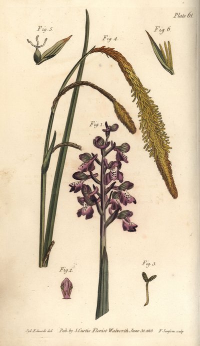 Fialová orchidej, Samčí orchidej, Gynandria od Sydenham Teast Edwards