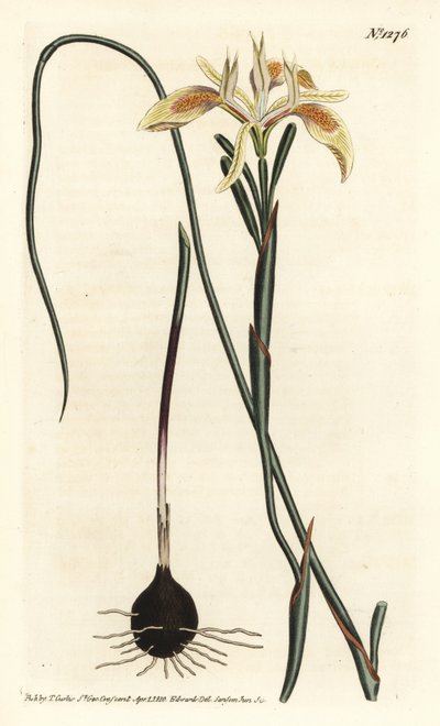 Moraea rololistá, Moraea angusta. Ručně kolorovaná mědirytina F. Sansom Jr. podle ilustrace Sydenhama Edwardse z William Curtis