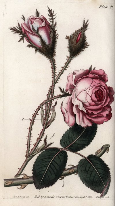 Růže, květ růže sto listů. Barevná mědirytina, ilustrace Sydenham Edwards (1768-1819) pro Botanickou konferenci, Botanická zahrada v Lambethu (Anglie). od Sydenham Teast Edwards