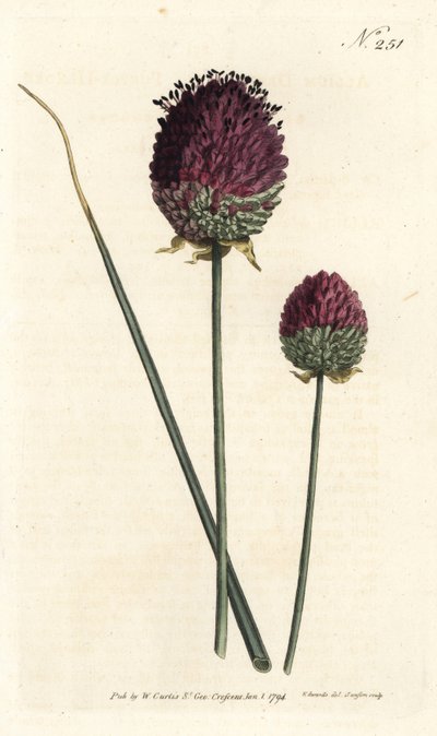 Česnek kulatý, Allium sphaerocephalon (Česnek nachový, Allium descendens). Ručně kolorovaná mědirytina od Sansom podle ilustrace Sydenhama Edwardse z William Curtis