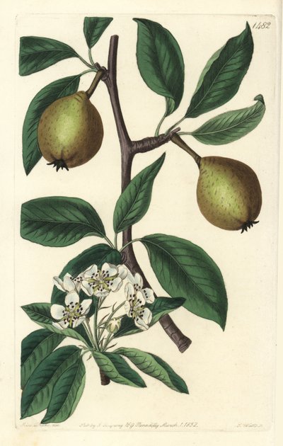 Hrušeň šalvěj listová - hruška šalvějová, Pyrus salviifolia (Pyrus salvifolia). Ručně kolorovaná mědirytina od S. Wattse podle ilustrace Sarah Drake z botanického registru Sydenhama Edwardse, Ridgeway, Londýn od Sydenham Teast Edwards