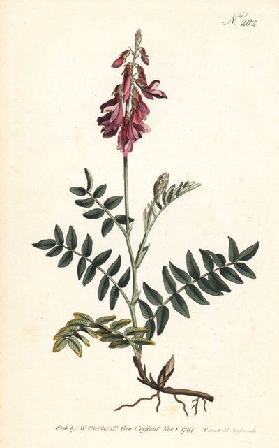 Sainfoin des Alpes - Vičenec alpský, Hedysarum hedysaroides (Hedysarum obscurum) - Ručně kolorovaná mědirytina od Sansom podle ilustrace Sydenhama Edwardse z William Curtis