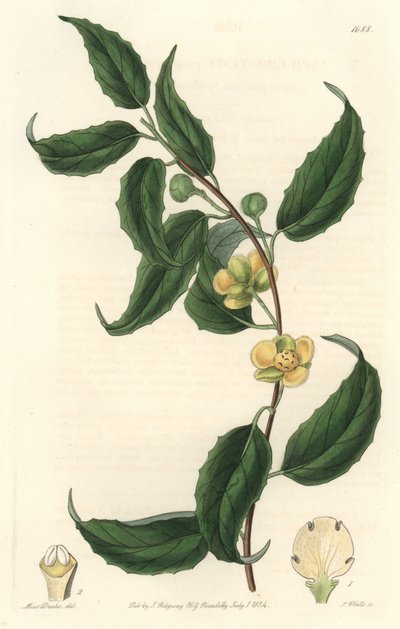 Schisandra má žluté květy, původem z Nepálu - Water forte od S. Wattse z ilustrace Sarah Anne Drake (1803-1857), z Botanického rejstříku od Sydenham Teast Edwards