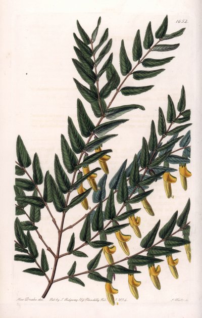 Scotia a hladké větve - Deska rytá S. Wattsem, z ilustrace Sarah Anne Drake (1803-1857), z Botanického registru Sydenham Edwards (1768-1819), Anglie od Sydenham Teast Edwards