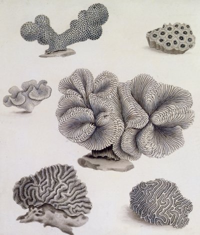 Mušle a Marine Flora (tužka, pero, inkoust a akvarel) (viz také 351985, 351986 a 351987) od Sydenham Teast Edwards