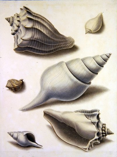 Mušle a Marine Flora (tužka, pero, inkoust a akvarel na papíře) (viz také 351984, 351985 a 351987) od Sydenham Teast Edwards