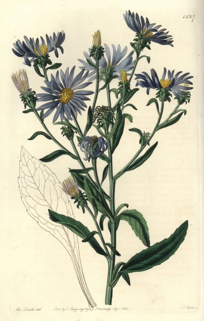 Hvězdnice bledá, hvězdnice spectabilis. Ručně kolorovaná mědirytina od S. Wattse podle ilustrace slečny Sarah Drakeové z botanického registru Sydenhama Edwardse, Ridgeway, Londýn od Sydenham Teast Edwards