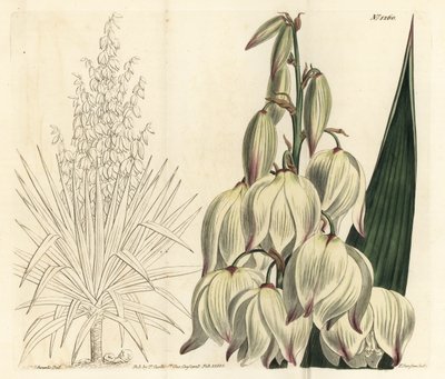 Španělská dýka nebo skvělá Adamova jehla, Yucca gloriosa. Ručně kolorovaná mědirytina F. Sansom Jr. podle ilustrace Sydenhama Edwardse z William Curtis