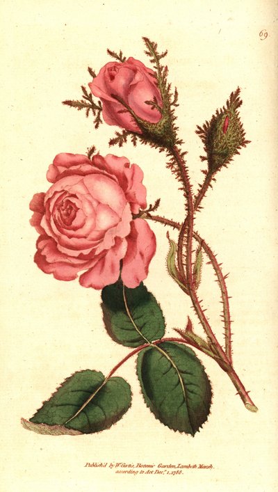 Šumivá růže (šumivá růže) - Růžový mech, Rosa centifolia f. muscosa (Rosa muscosa). Ručně kolorovaná mědirytina podle botanické ilustrace z The Botanical Magazine Williama Curtise, Lambeth Marsh, Londýn od Sydenham Teast Edwards