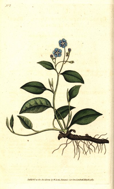 Jarní Omphalodes nebo Printaniere Malý Brutnák - pupečník plazivý, Omphalodes verna (puchačník modrý, Cynoglossum omphalodes). Ručně kolorovaná mědirytina podle botanické ilustrace Jamese Sowerbyho z The Botanical Magazine Williama Curtise, L. od Sydenham Teast Edwards