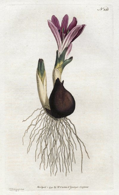 Jarní bulbocode nebo campanette - Litografie od Sydenhama Edwardse (1768-1819), z botanického časopisu Williama Curtise (1746-1799) od Sydenham Teast Edwards