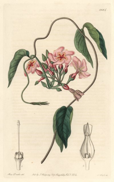 Hvězdný echit, původem z Brazílie - Water forte od S. Wattse z ilustrace Sarah Anne Drake (1803-1857), z Botanického rejstříku od Sydenham Teast Edwards