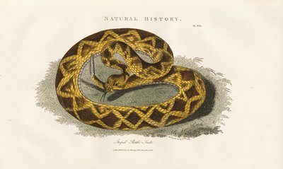 Chřestýš pruhovaný od Sydenham Teast Edwards