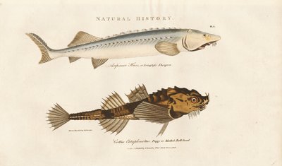 Sturgeon a Pogge od Sydenham Teast Edwards