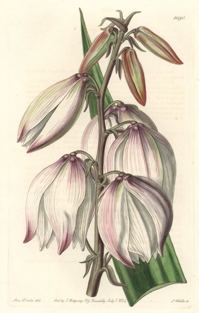 Superb Yucca - Water forte od S. Wattse z ilustrace Sarah Anne Drake (1803-1857), z botanického registru od Sydenham Teast Edwards
