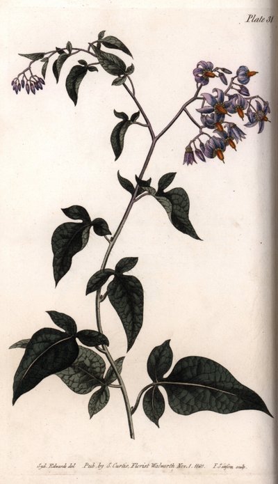 Sladká hořká nebo hořkosladká nocovka. Barevná mědirytina, ilustrace Sydenham Edwards (1768-1819) pro Conference of Botanical, Botanická zahrada Lambeth (Anglie) od Sydenham Teast Edwards