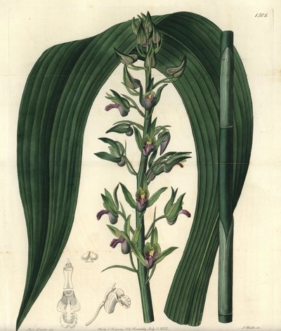 Odrůda suchozemské orchideje - Kokosová orchidej, Eulophia alta (Woodford