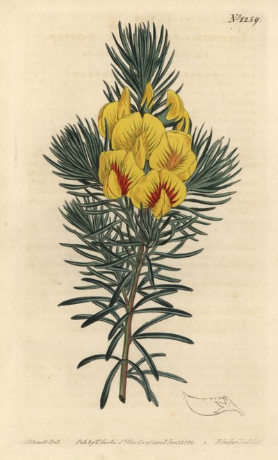 Kotlík nebo medonosný keř - Pobřežní čaj nebo kustée, Cyclopia genistoides (Ibbetsonia genistoides, Ibbetsonia genistoides). Ručně kolorovaná mědirytina od F. Sansoma Jr. podle ilustrace Sydenhama Edwardse z Botanical Magaz Williama Curtise od Sydenham Teast Edwards
