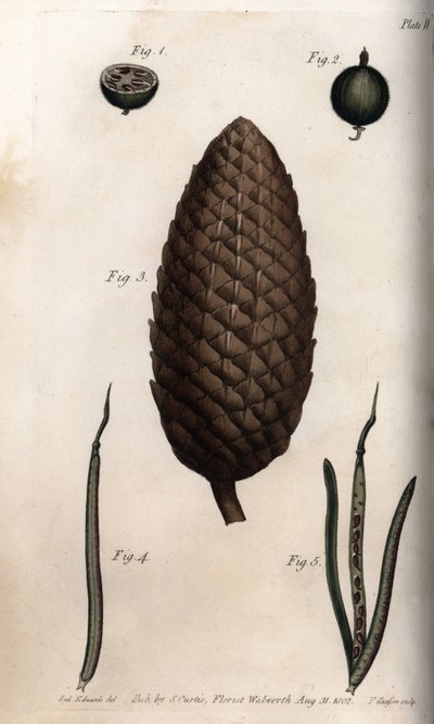 Oplodí angreštu má makrelu, plod borovice lesní a jetelové stěny (neboli havranelu). Barevná mědirytina, ilustrace Sydenham Edwards (1768-1819) pro Conference of Botanical, Botanická zahrada Lambeth (Anglie) od Sydenham Teast Edwards
