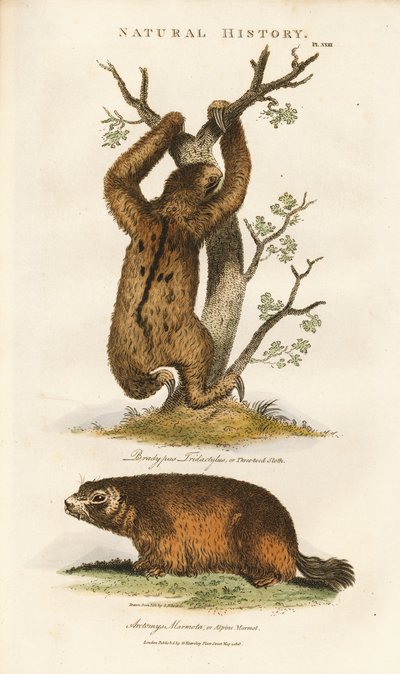 Lenochod tříprstý a svišť alpský od Sydenham Teast Edwards