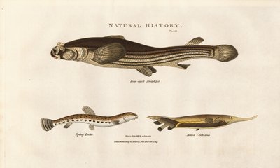 Tři neobvyklé druhy ryb od Sydenham Teast Edwards