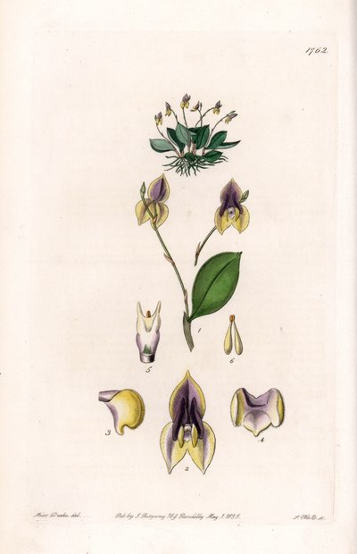 Tři zuby Lepanthe - Talíř vyrytý S. Wattsem, z ilustrace Sarah Anne Drake (1803-1857), z Botanického registru Sydenham Edwards (1768-1819), Anglie od Sydenham Teast Edwards